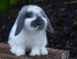 Service garde lapin